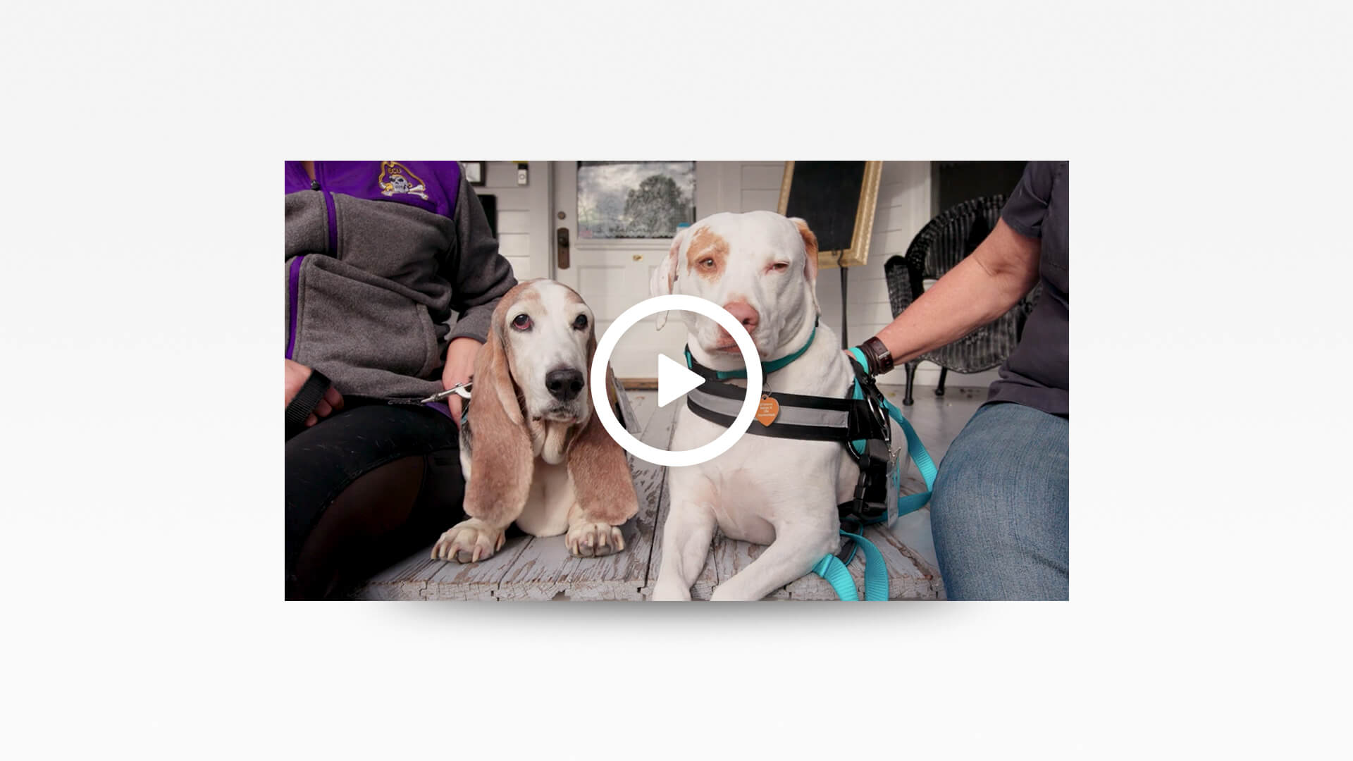 little washington video 